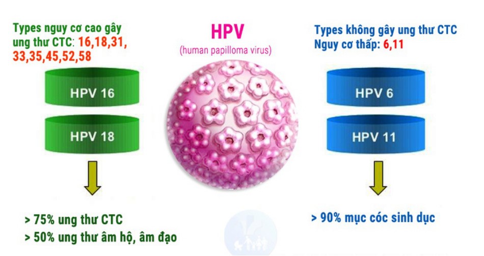 giải mã hpv tuyp 6 và 11
