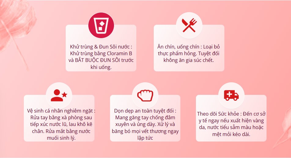 Phòng ngừa viêm gan A C sau lũ